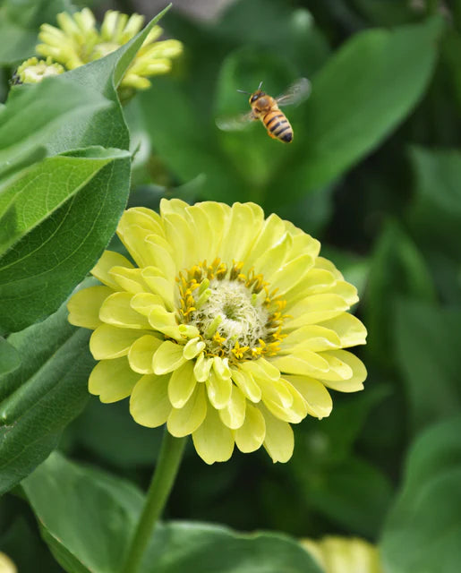 Zinnia Envy - West Coast Seeds