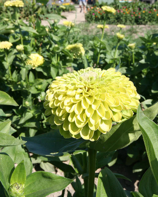 Zinnia Envy - West Coast Seeds