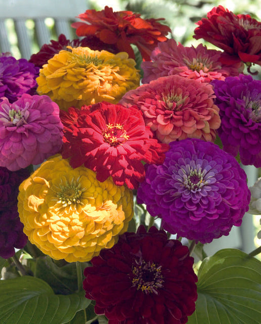 Zinnia Benary's Giant Mix - West Coast Seeds