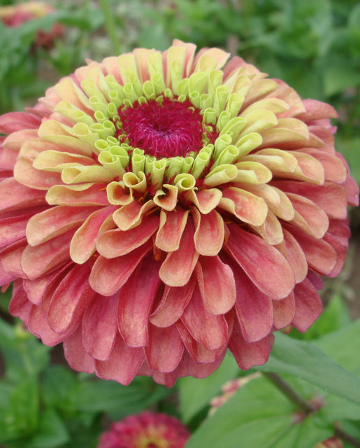 Zinnia Queeny Lime Red - West Coast Seeds