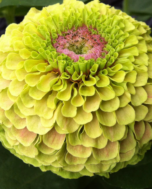 Zinnia Queeny Lime With Blotch - West Coast Seeds