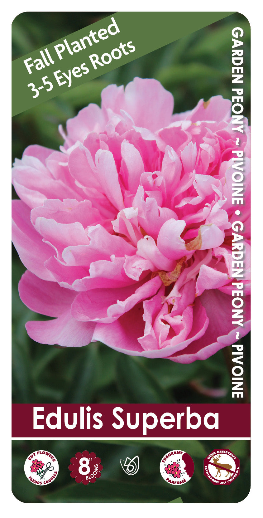 Peony - Edulis Superba | Fall Planting Roots