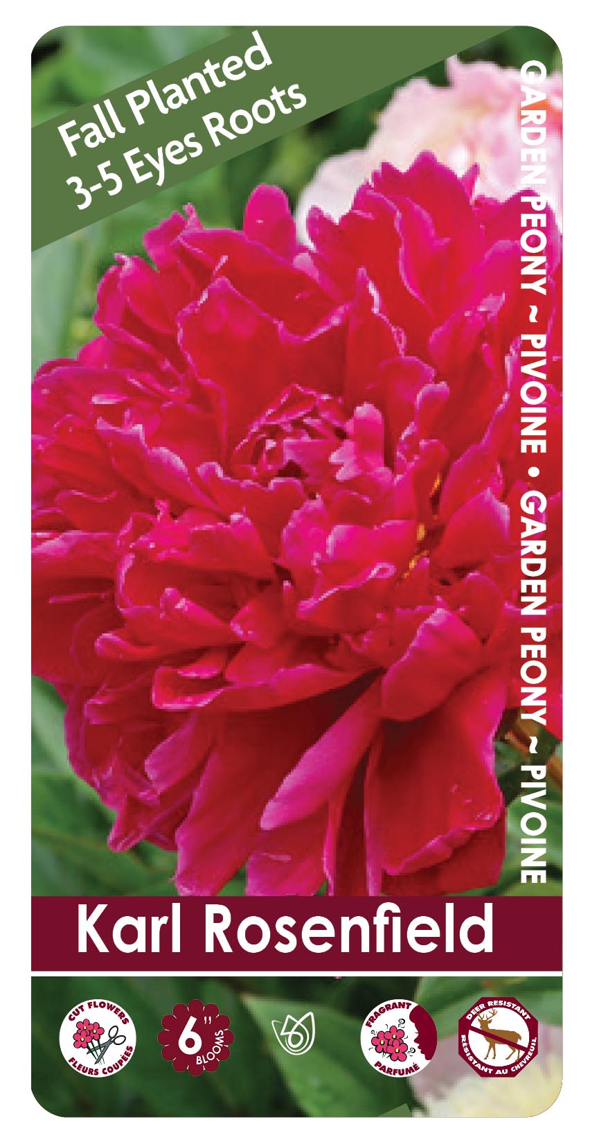 Peony - Karl Rosenfield | Fall Planting Roots
