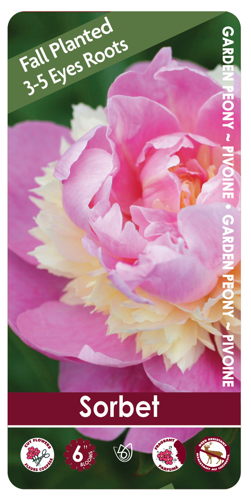 Peony - Sorbet | Fall Planting Roots