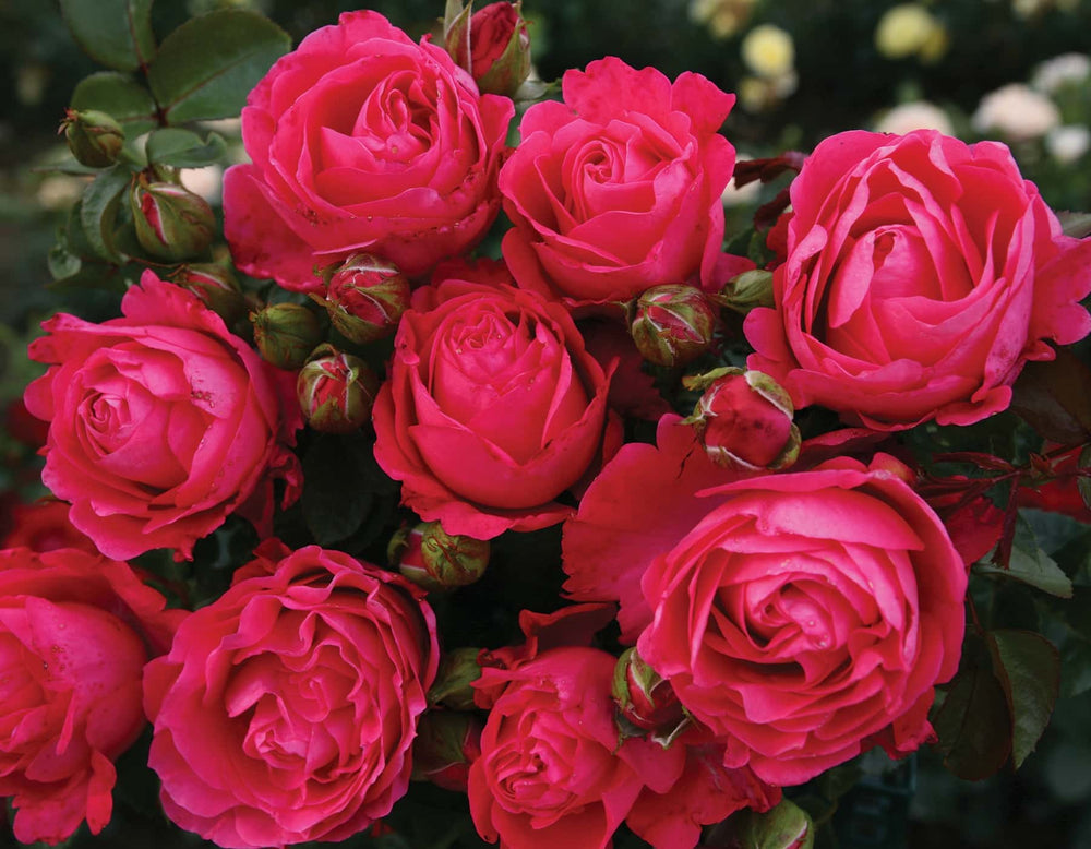 Eleganza® Fiji™ - Kordes® Roses