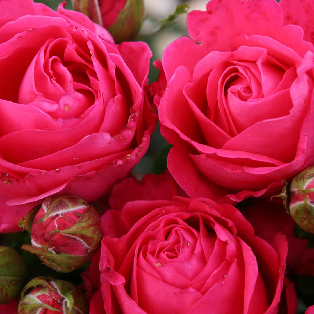 Eleganza® Fiji™ - Kordes® Roses