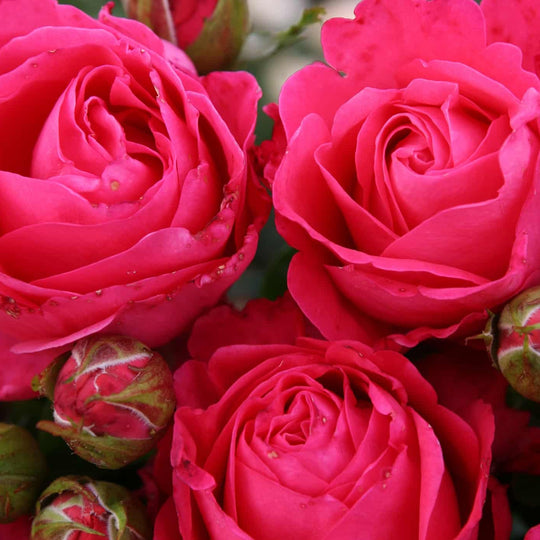 Eleganza® Fiji™ - Kordes® Roses