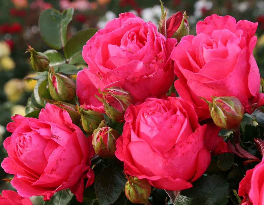 Eleganza® Fiji™ - Kordes® Roses