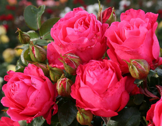 Eleganza® Fiji™ - Kordes® Roses