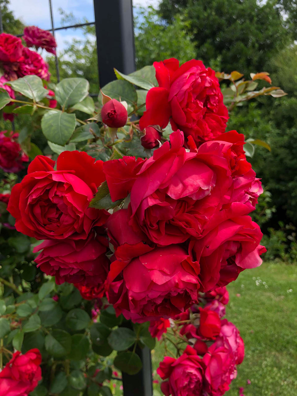Arborose® Florentina™ - Kordes® Roses