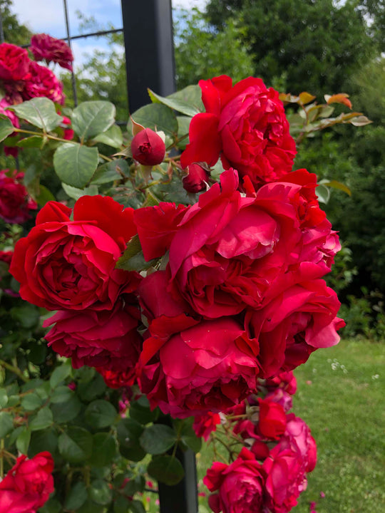 Arborose® Florentina™ - Kordes® Roses