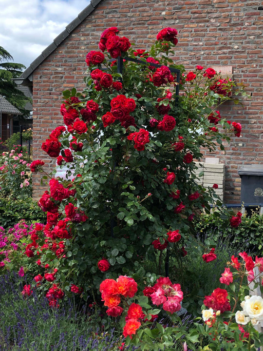Arborose® Florentina™ - Kordes® Roses