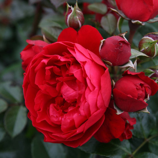 Arborose® Florentina™ - Kordes® Roses