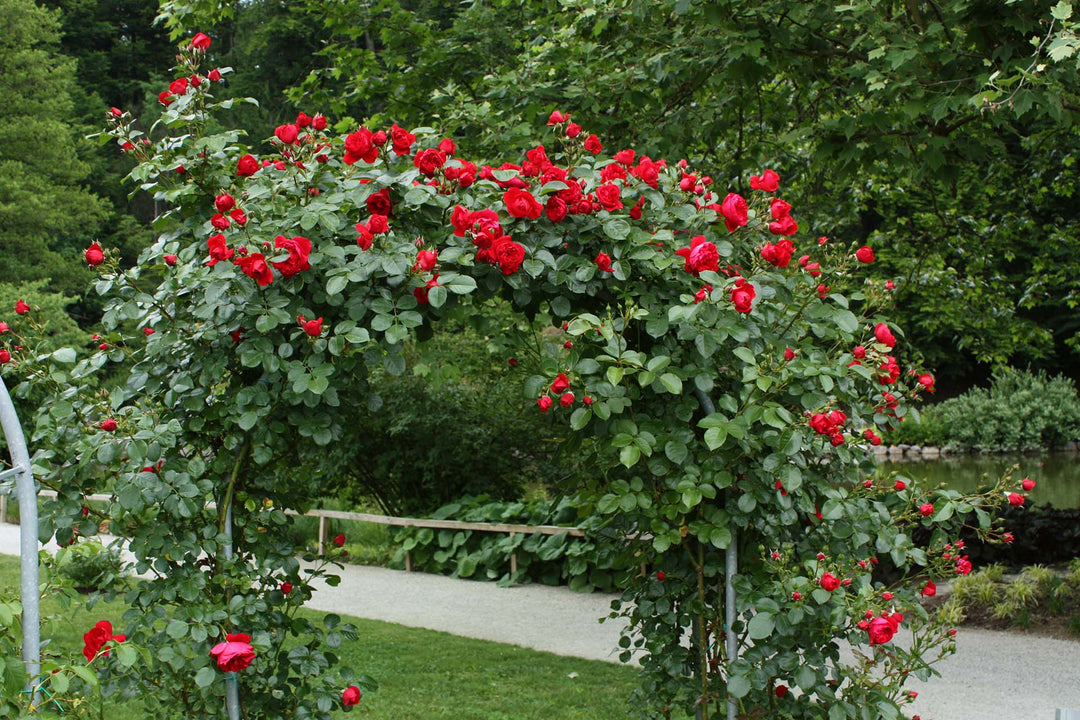 Arborose® Florentina™ - Kordes® Roses