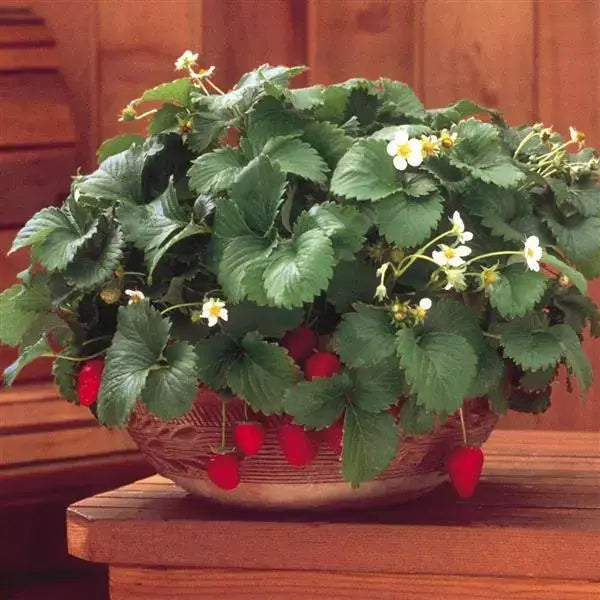 Alpine Strawberry Fresca - Ontario Seed Company