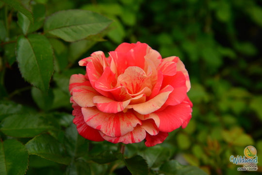Frida Kahlo - Weeks Rose
