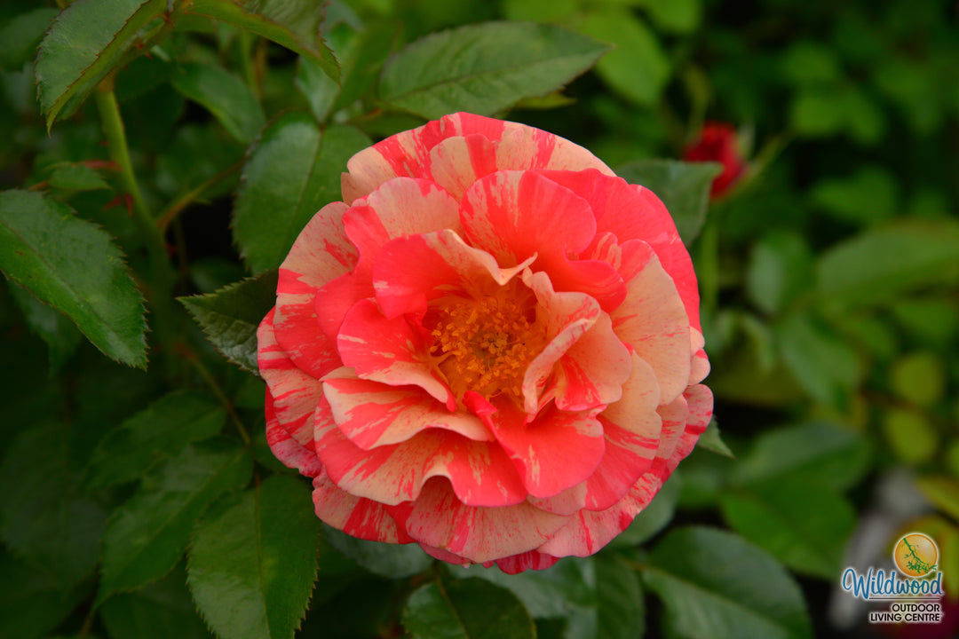 Frida Kahlo - Weeks Rose