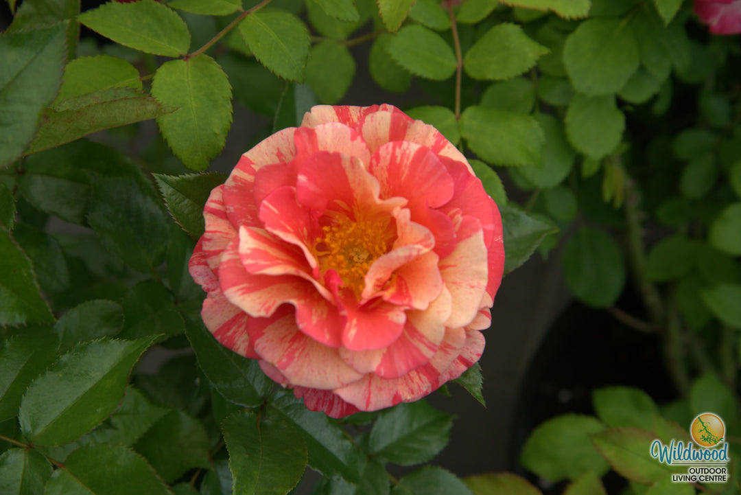 Frida Kahlo - Weeks Rose