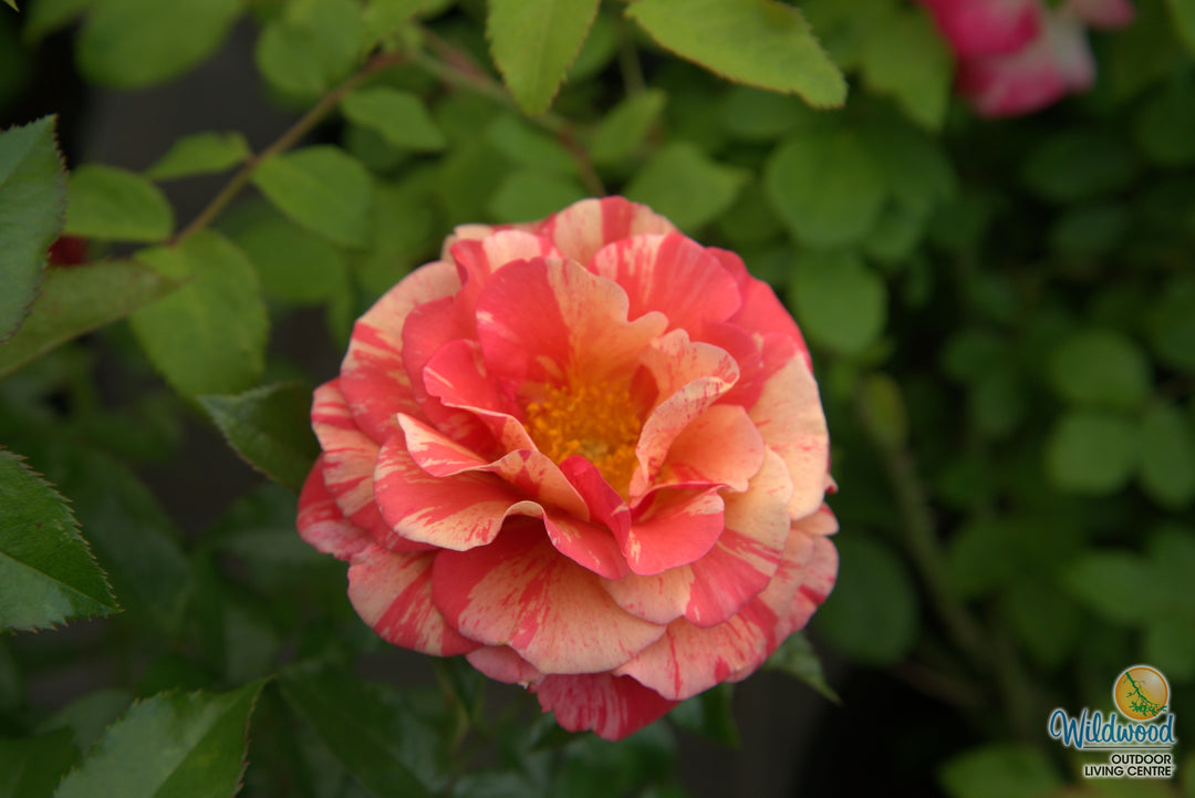 Frida Kahlo - Weeks Rose
