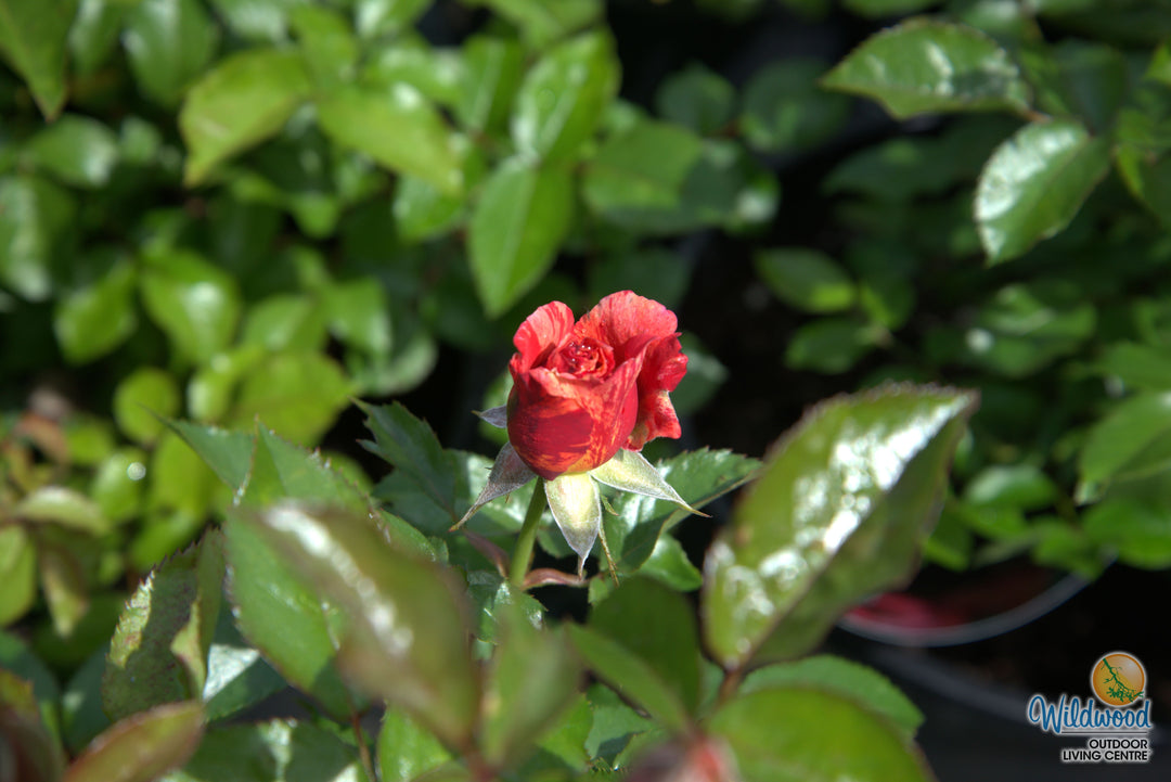 Frida Kahlo - Weeks Rose