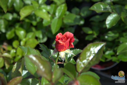 Frida Kahlo - Weeks Rose