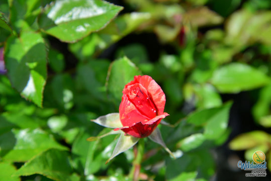 Frida Kahlo - Weeks Rose