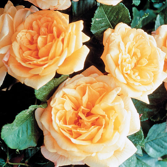 Garden Sun - Star Roses and Plants