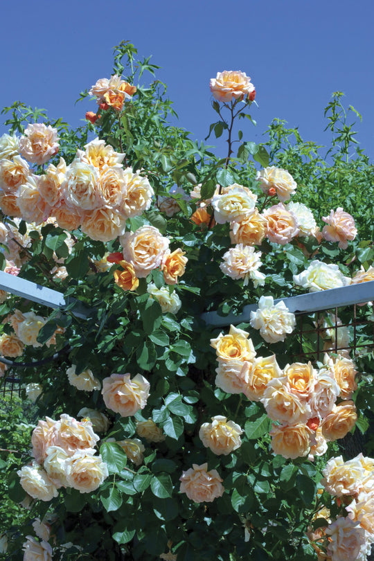 Garden Sun - Star Roses and Plants
