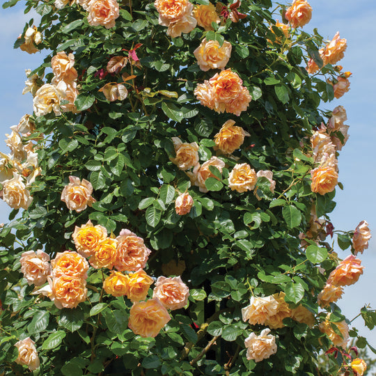Garden Sun - Star Roses and Plants