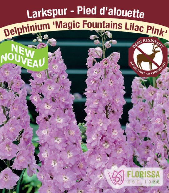 Delphinium Magic Fountains Pink, 1 Pack