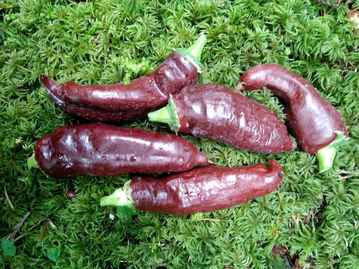 Pepper Georgescu Chocolate - Eagleridge Seeds