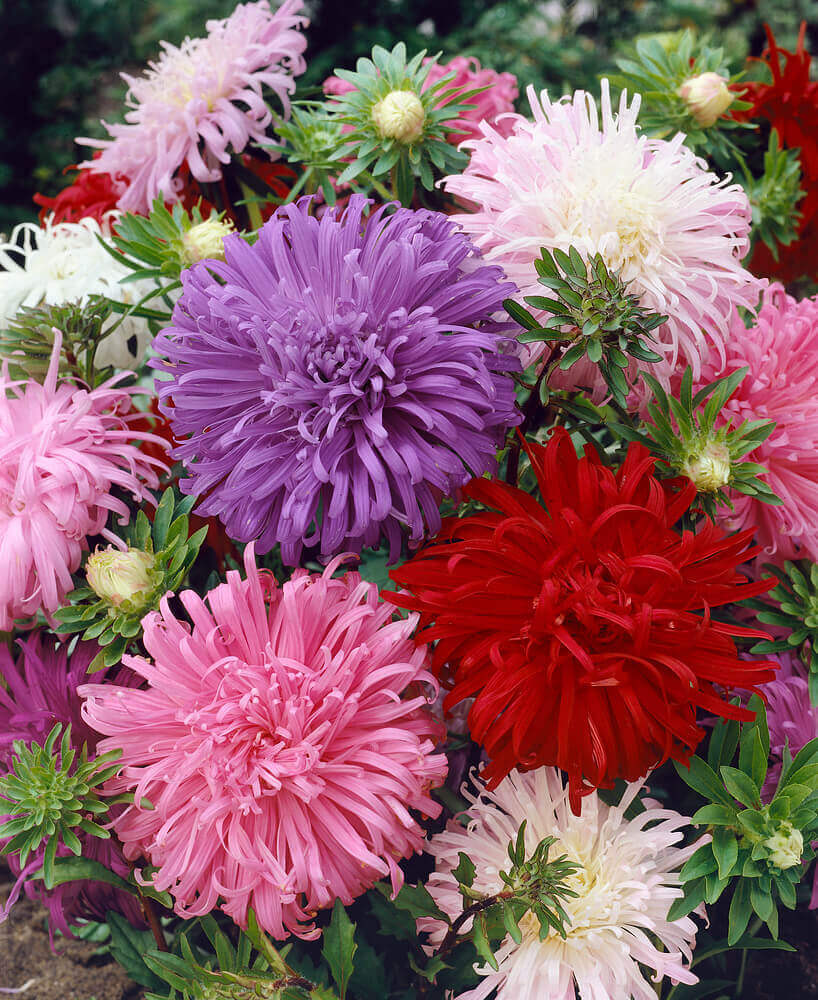 Aster Crego Giant Mix - Pacific Northwest Seeds