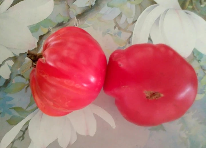 Tomato Giant Belgian - Eagleridge Seeds
