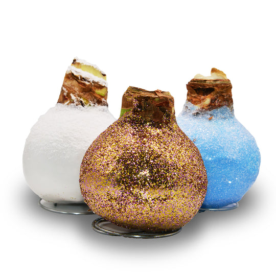 Amaryllis - Waxed Frozen Glitter - Red Bloom