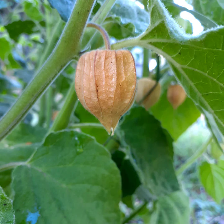Goldenberry - Eagleridge Seeds