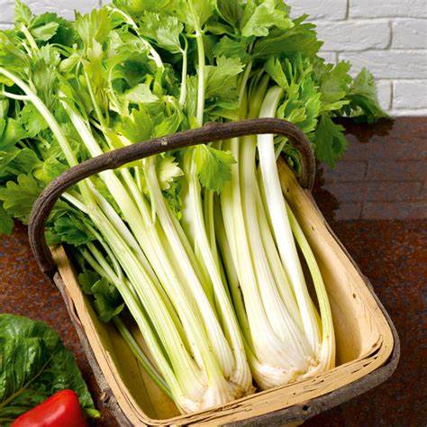 Celery Paris Golden - Pacific Northwest Seeds