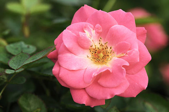 Aurora Borealis - Cold Hardy Rose