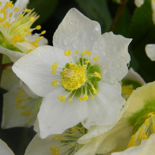 Helleborus niger (Christmas Rose), 1 Pack