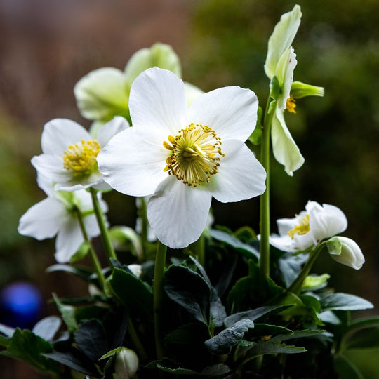 Helleborus niger (Christmas Rose), 1 Pack