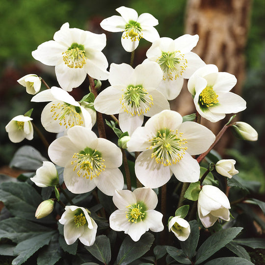 Helleborus niger (Christmas Rose), 1 Pack
