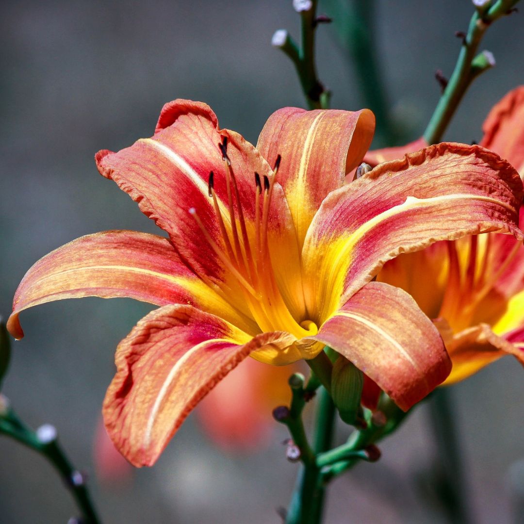 Hemerocallis fulva - Orange Daylily
