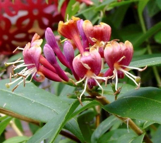 Lonicera Henryi (Honeysuckle)