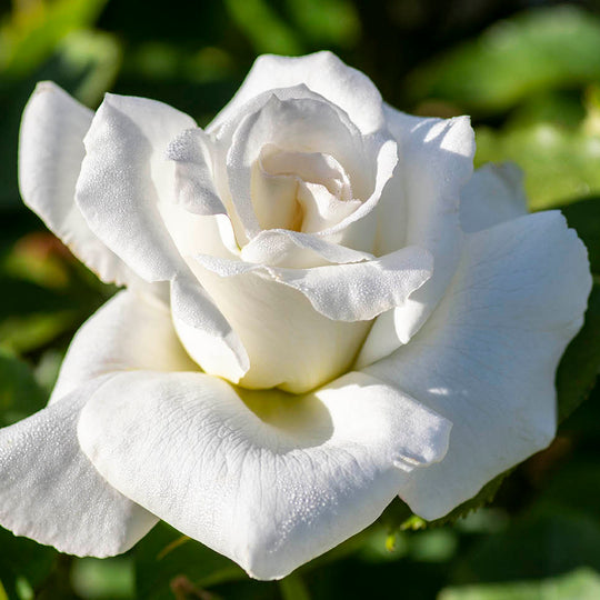 Honor - Star Roses and Plants