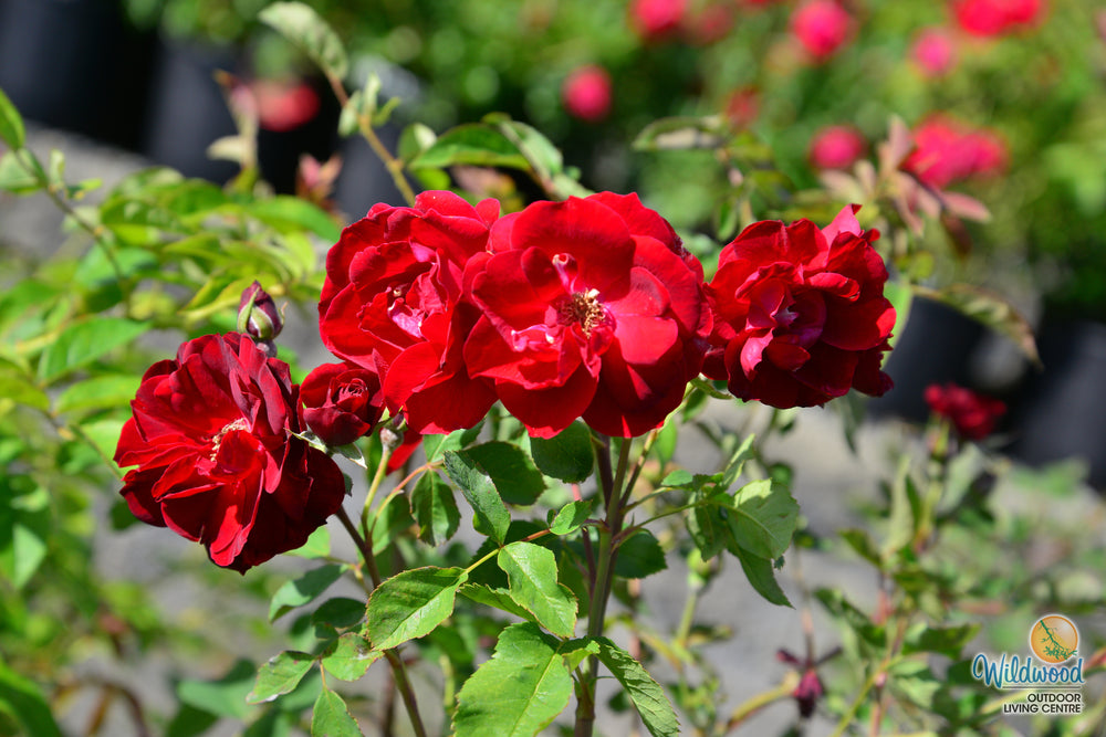 Hope for Humanity - Weeks Rose