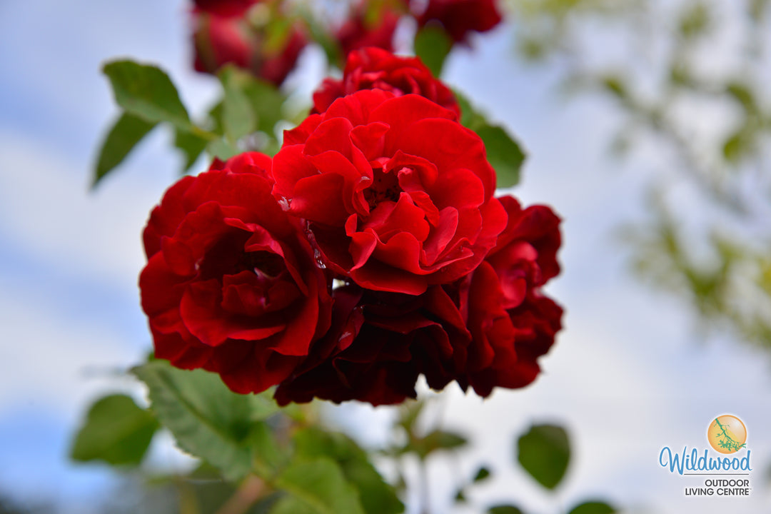 Hope for Humanity - Weeks Rose