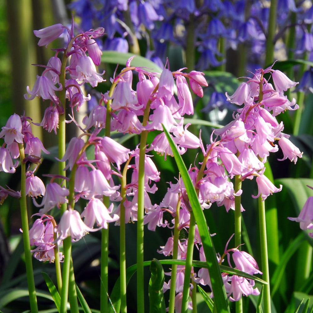 Scilla Campanulata - Pink Spanish Bluebell, 10 Pack