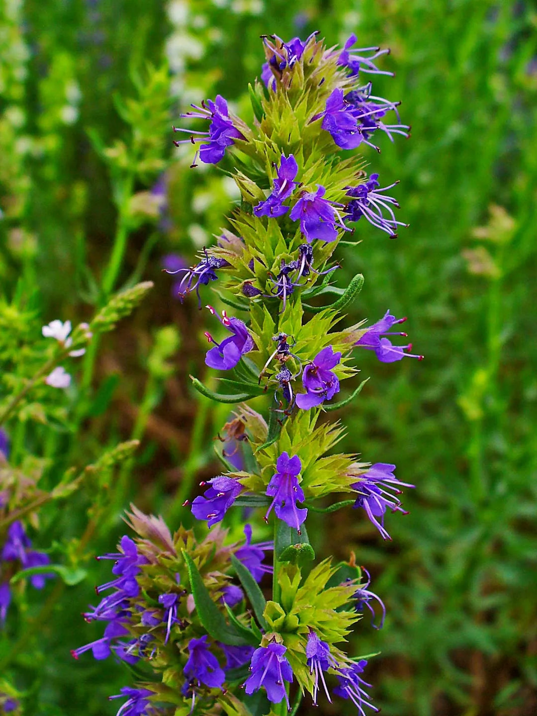 Hyssop - Eagleridge Seeds