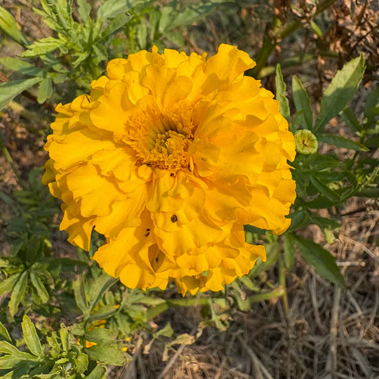 indian marigold seeds Marigold Crackerjack