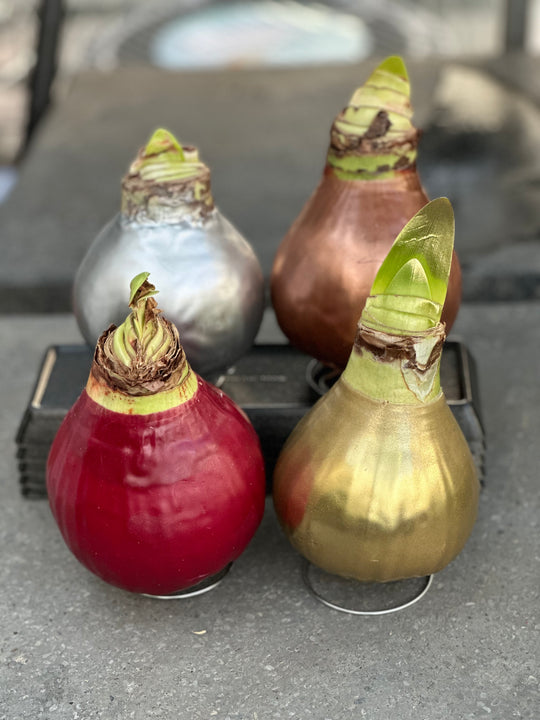 Amaryllis - Wax,  Red Bloom (Jumbo)