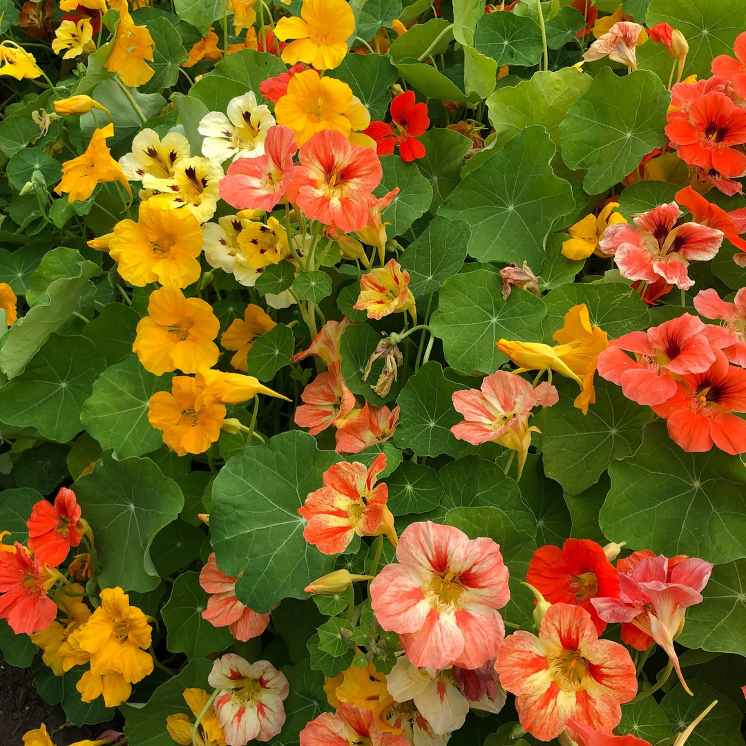 Nasturtium Mix - Saanich Organics